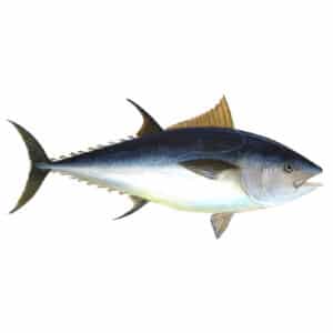 Atún rojo Bluefin